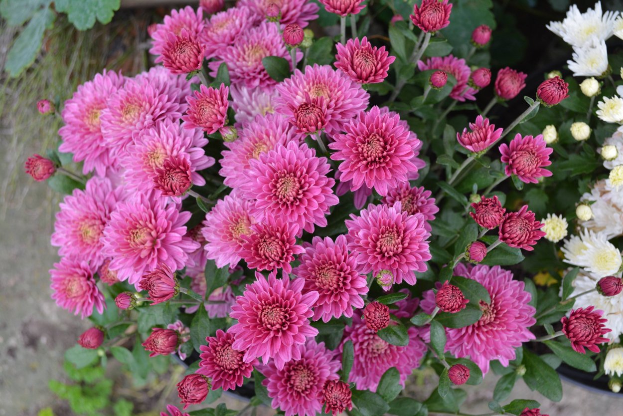 Хризантема Branbeach Lilac