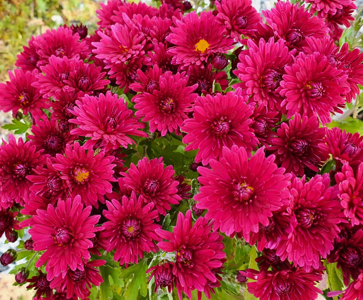 Хризантема мультифлора Пурпл