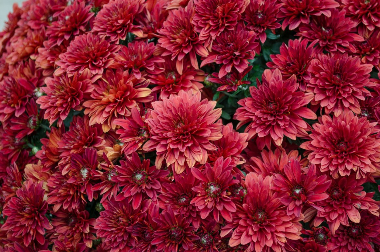 Хризантема корейская Липстик