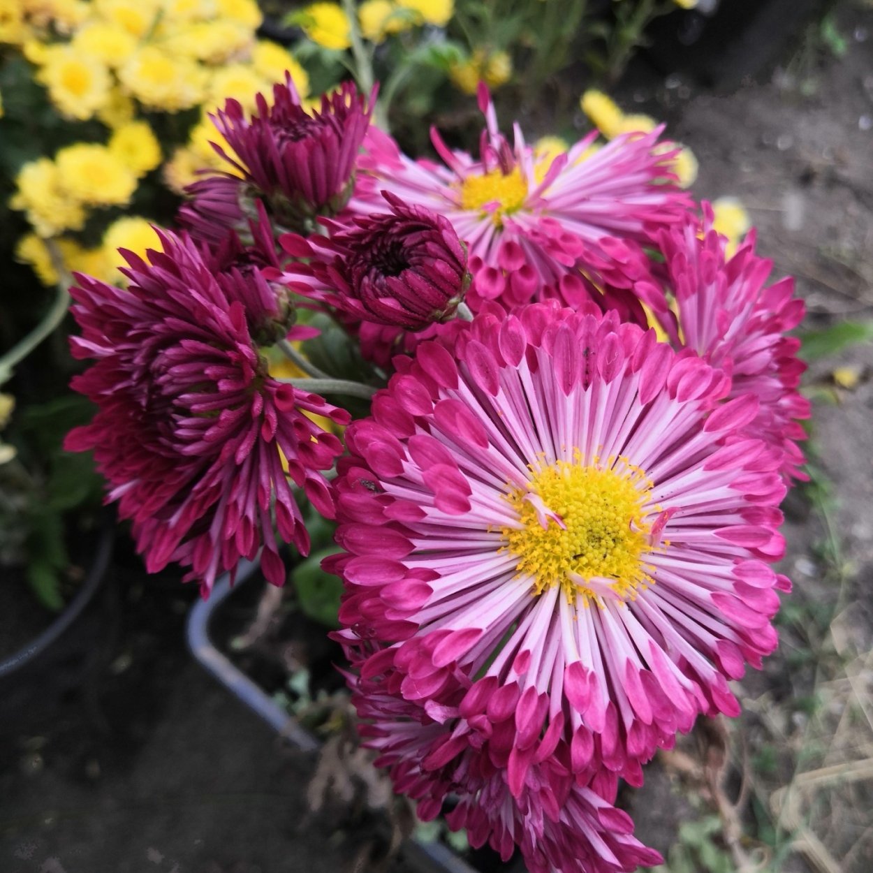 Корейская Хризантема Олина