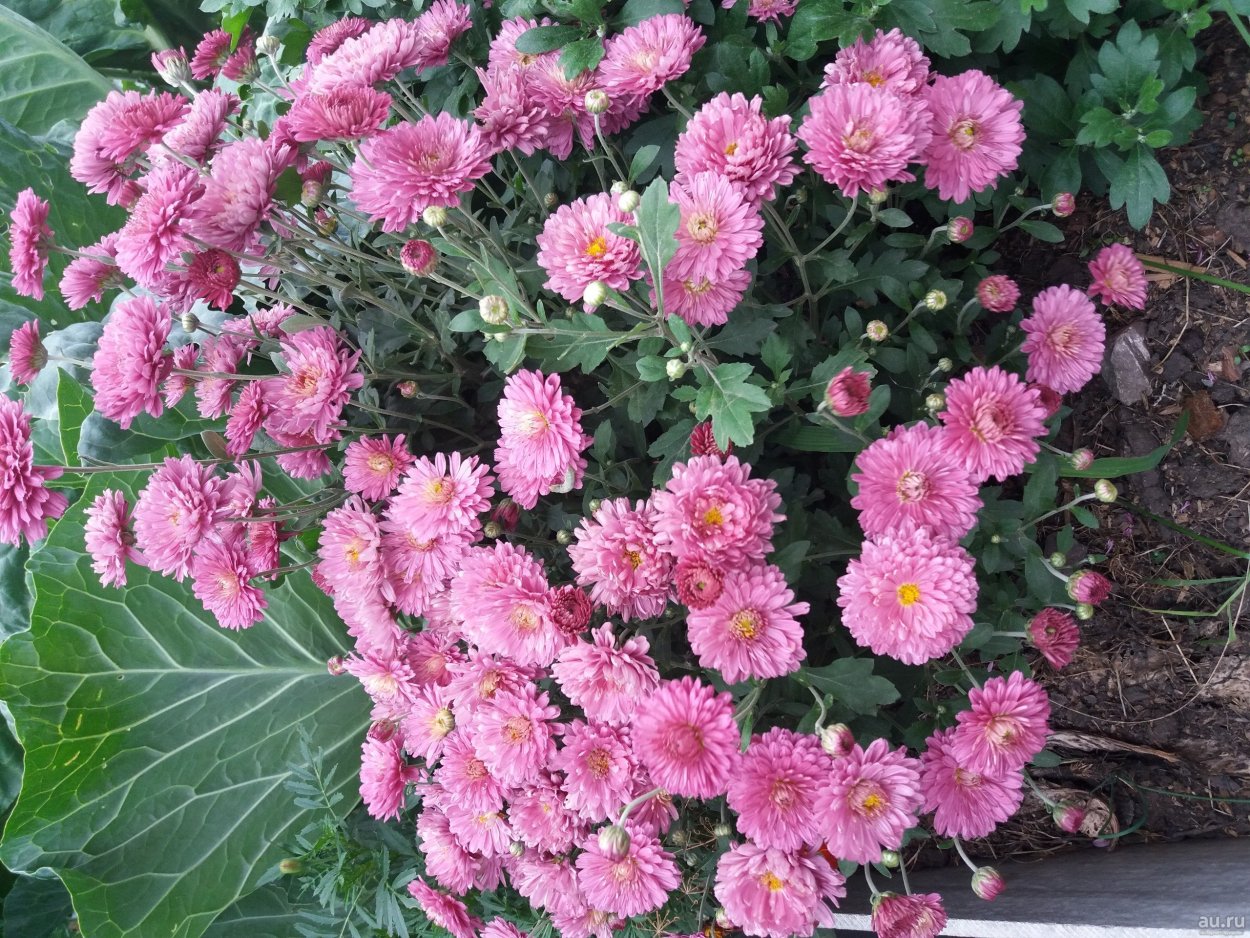 Хризантема корейская Мишель