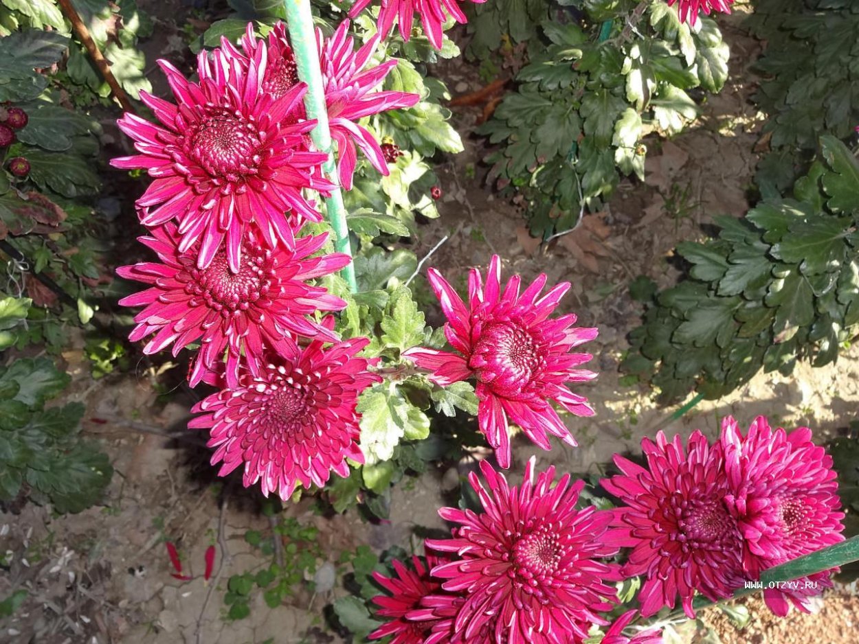 Хризантема корейская малиновая