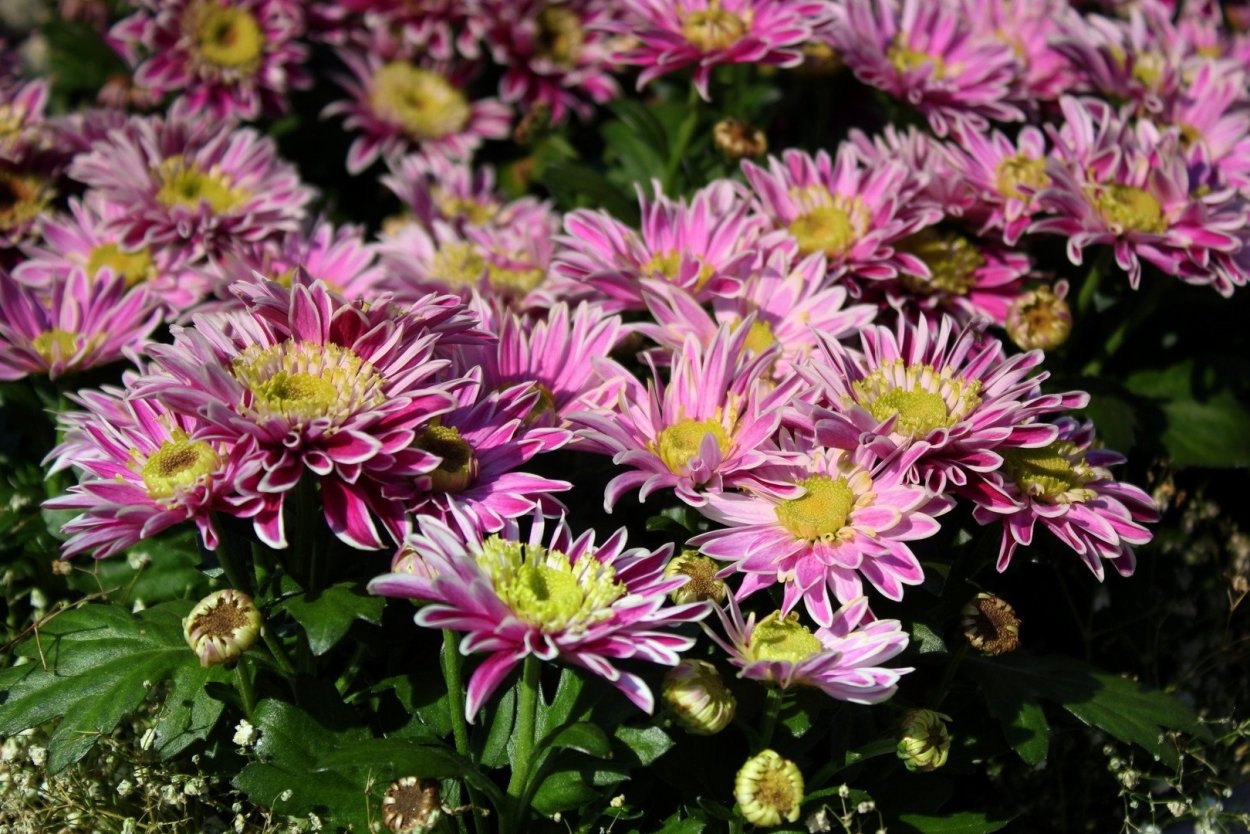 Хризантема малиновая Веснянка