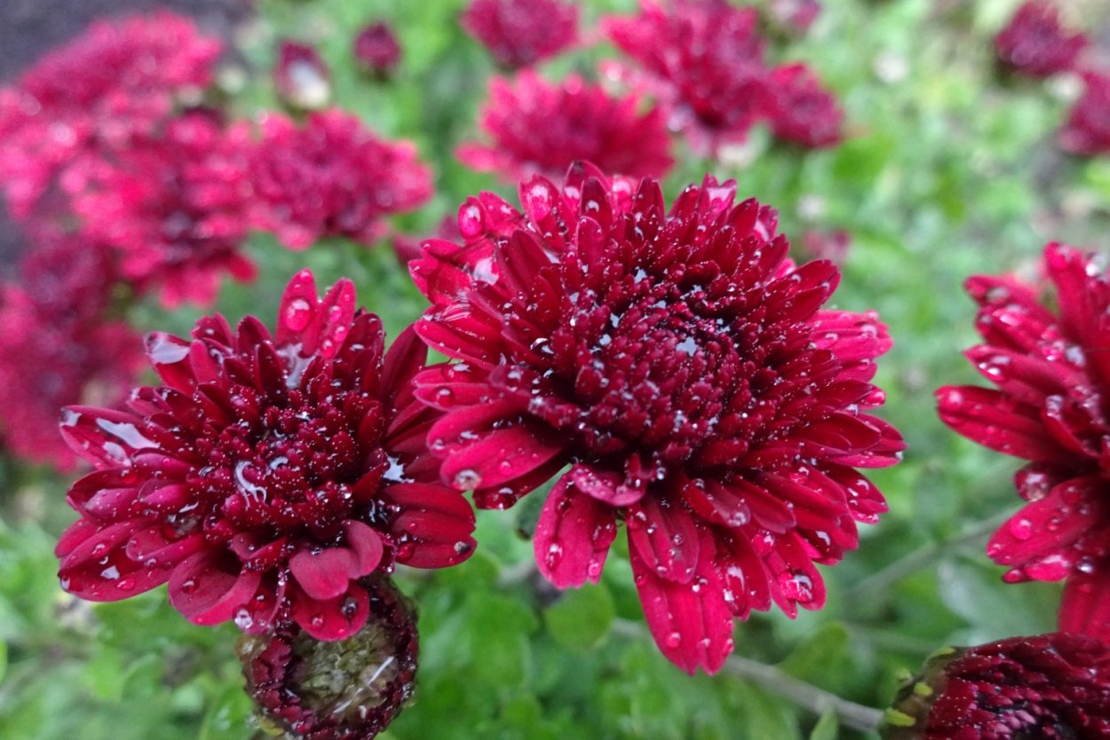 Хризантема мультифлора кило