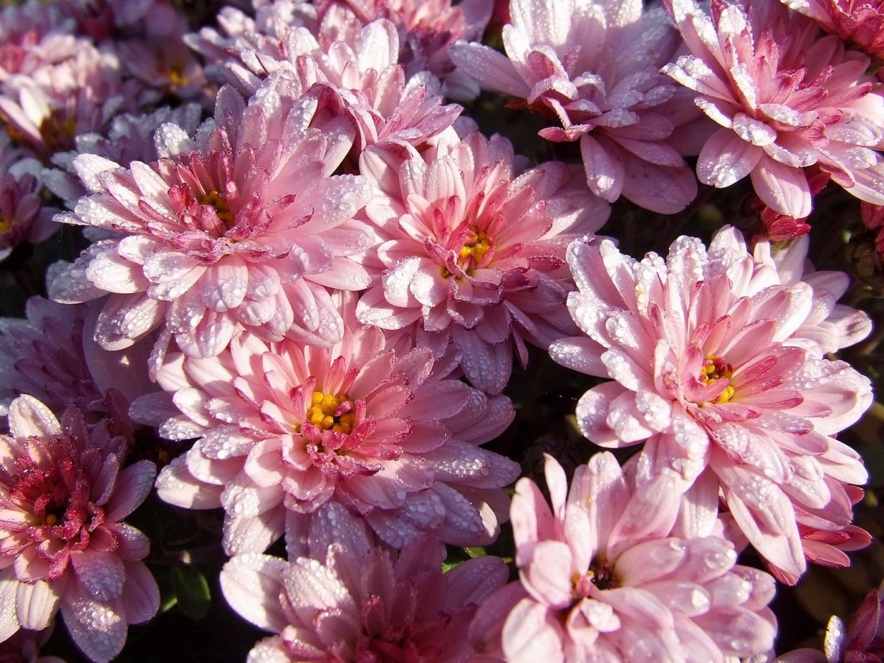 Хризантема Байкал