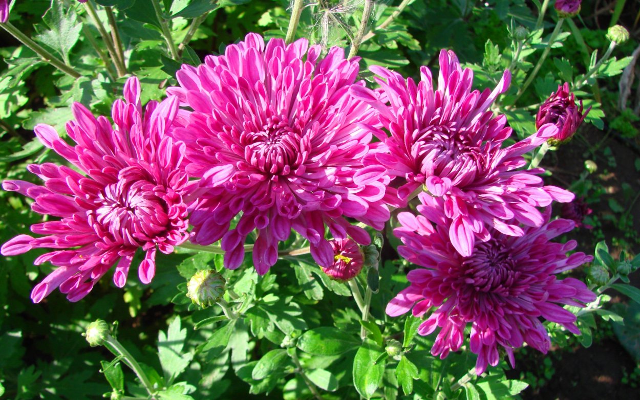 Хризантема корейская Ярославна