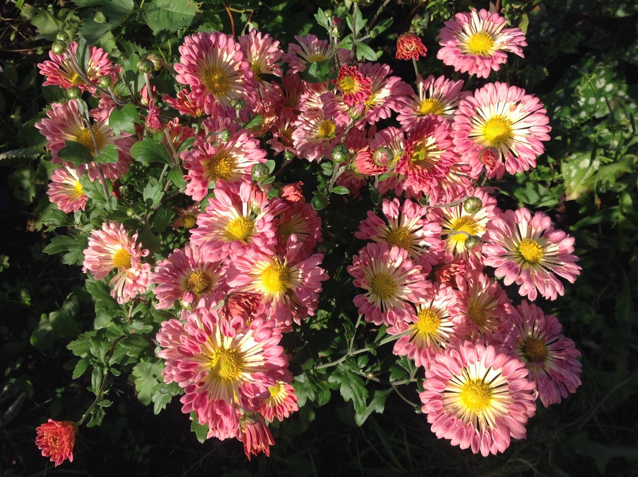 Хризантема мультифлора малиновая