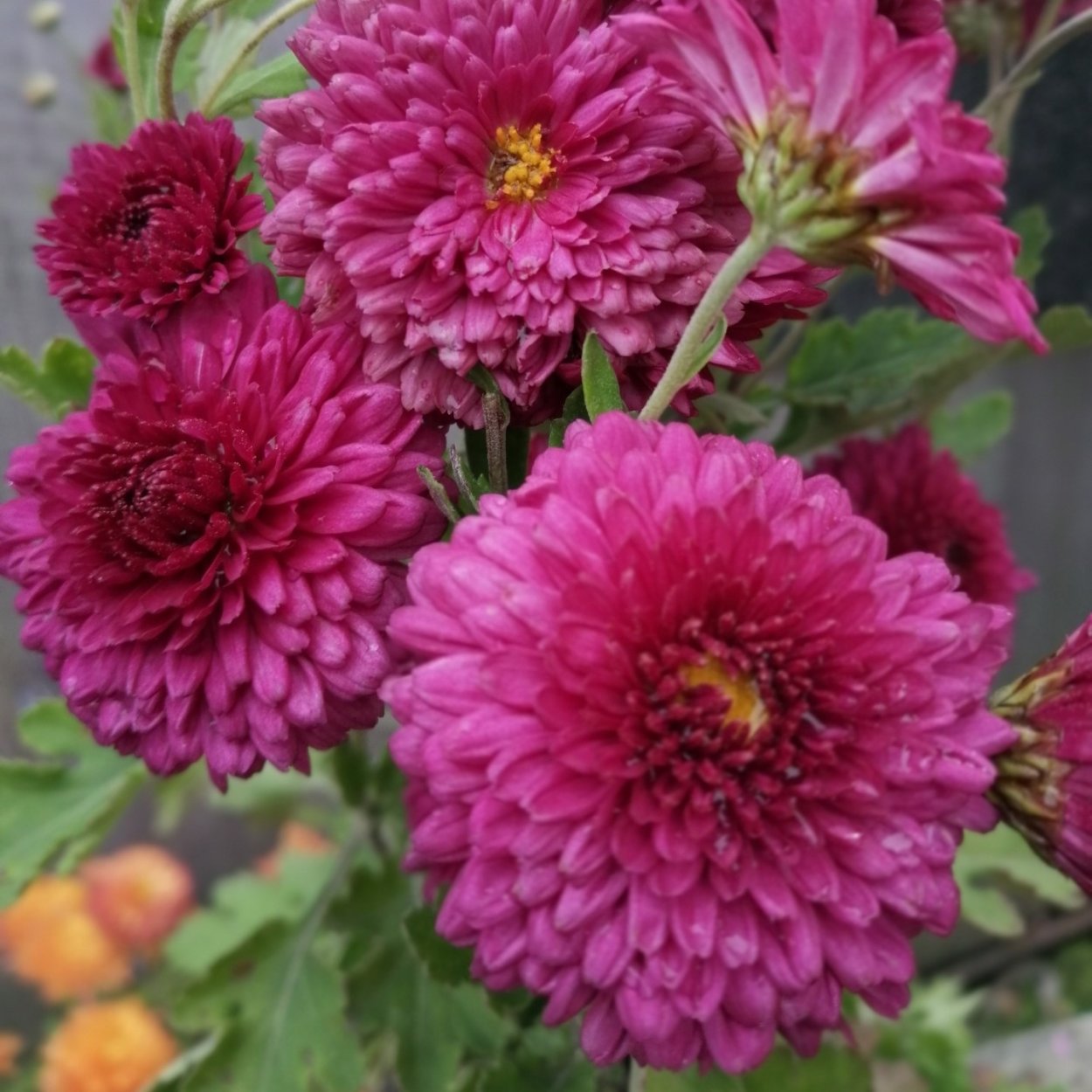 Хризантема корейская джогер