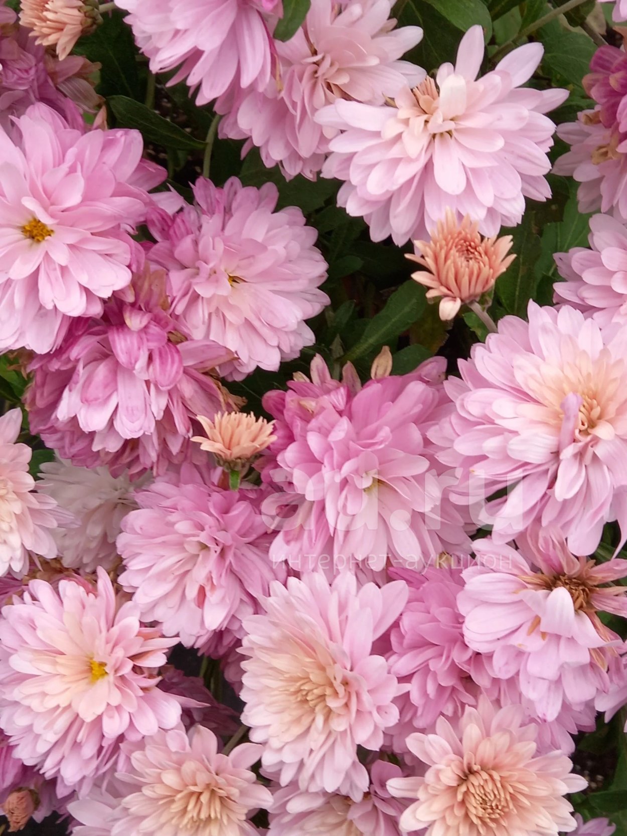 Хризантема сновидение