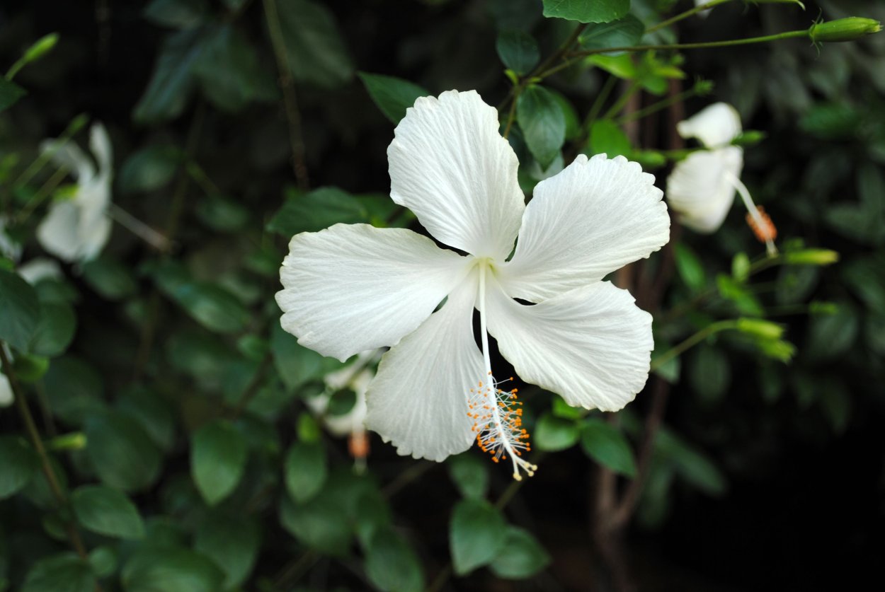 Hibiscus Rosa-sinensis (White variegated)