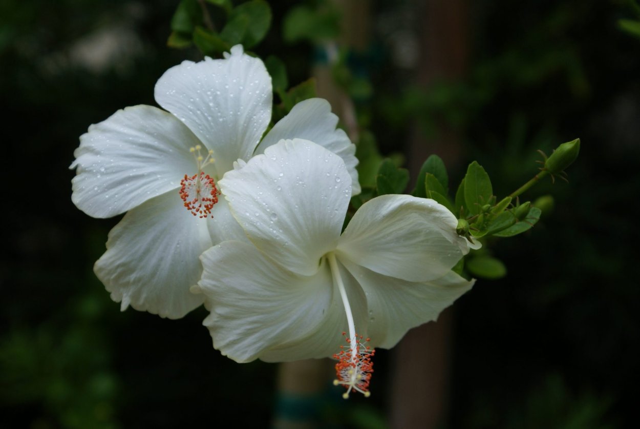 Гибискус Dainty White