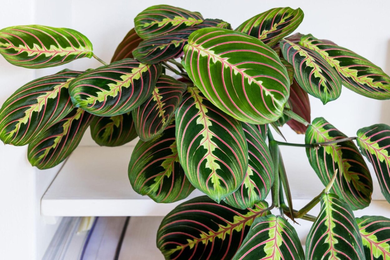 Маранта leuconeura