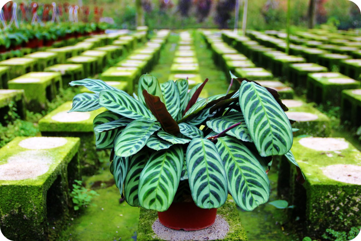 Маранта беложилковая