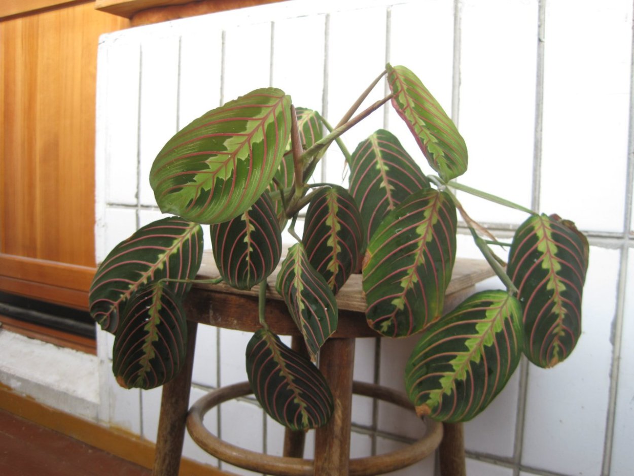 Цветок Триколор маранта