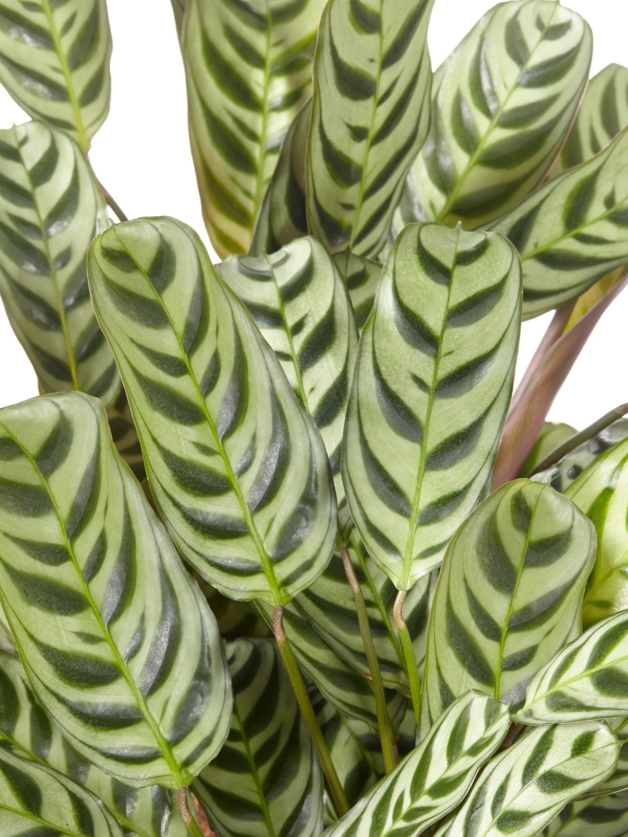 Калатея ктенанта