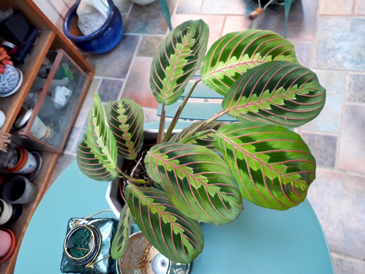 Калатея маранта