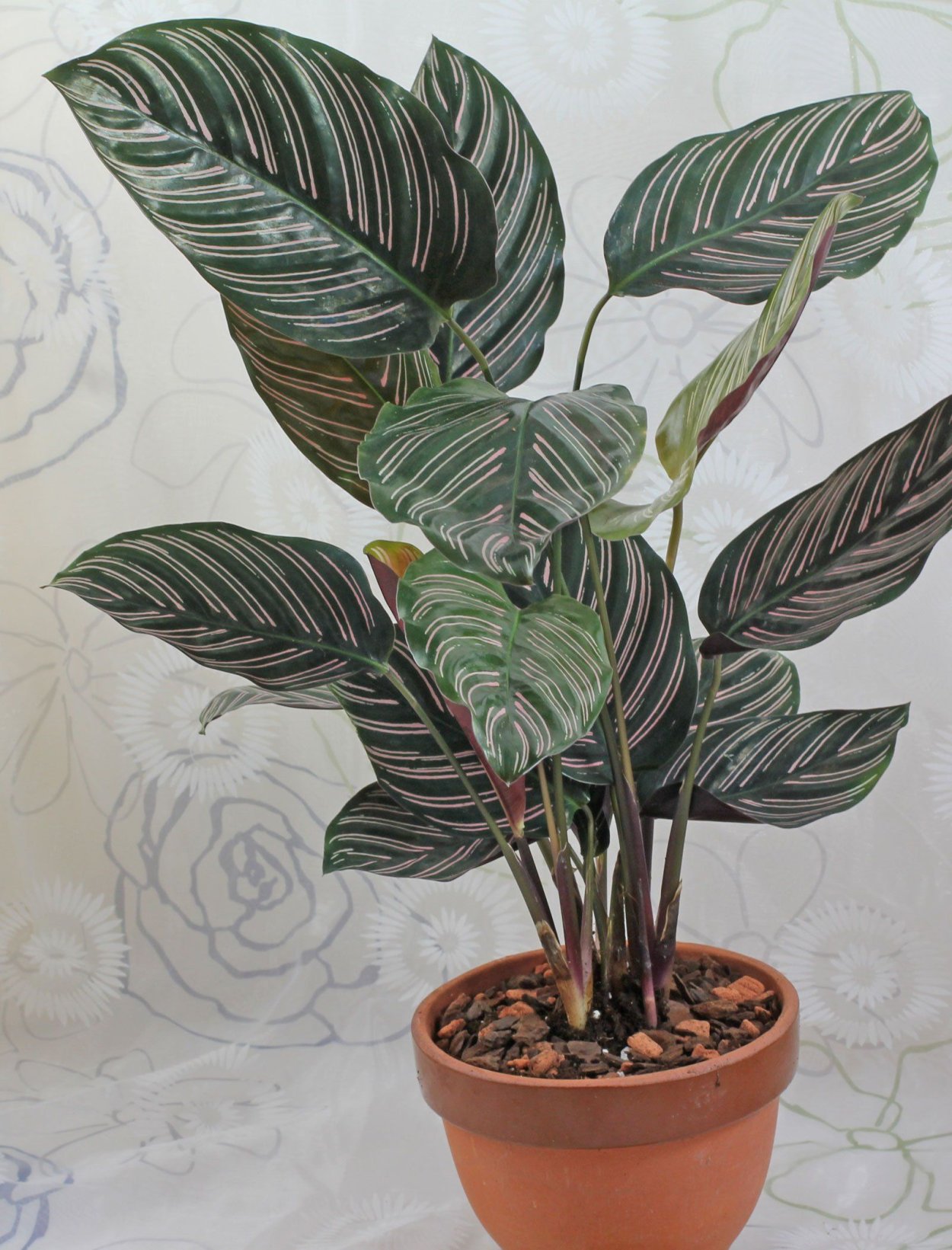 Калатея Ornata