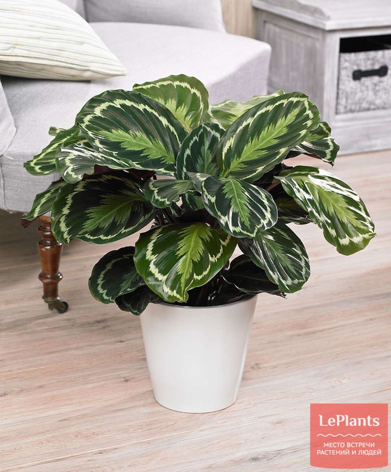 Калатея вича (Calathea veitchiana)