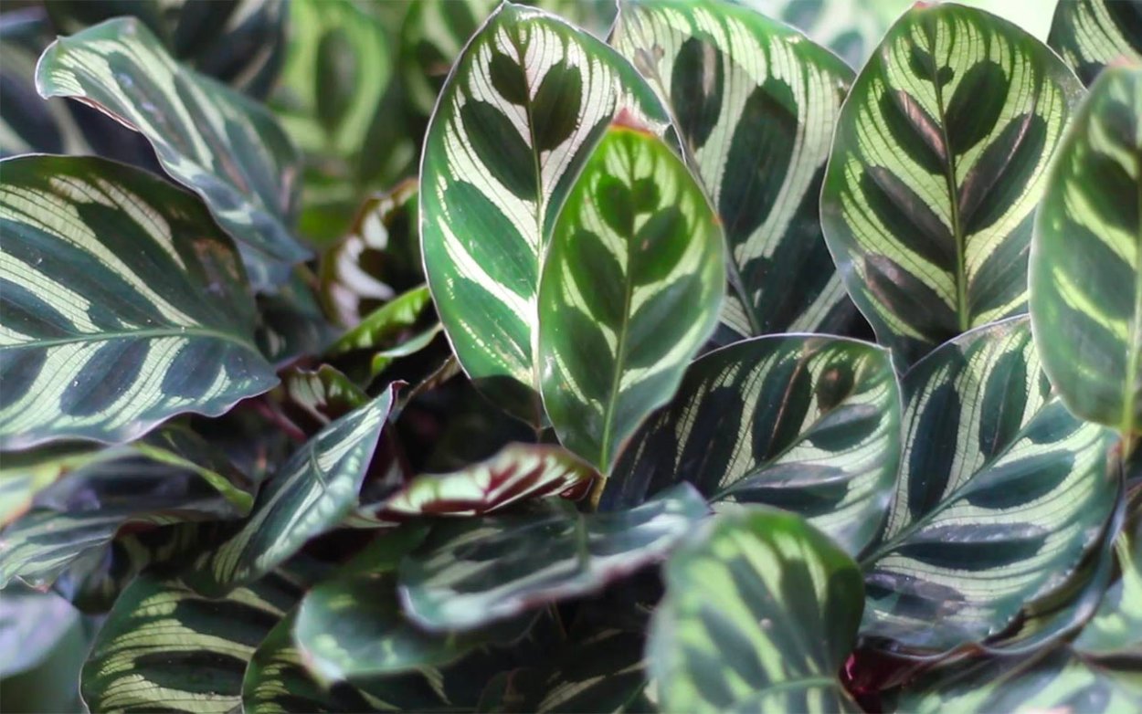 Маранта Вариегата