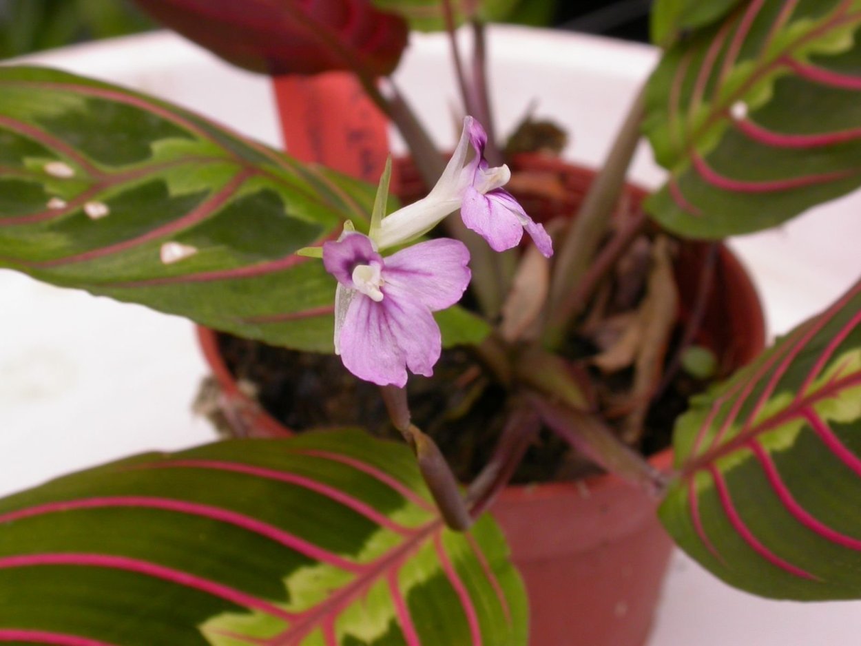 Маранта цветение