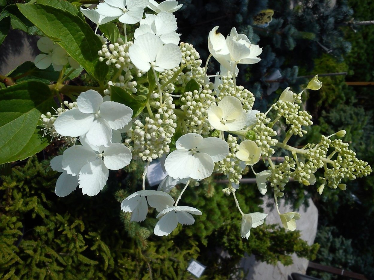 Гортензия метельчатая Уайт леди