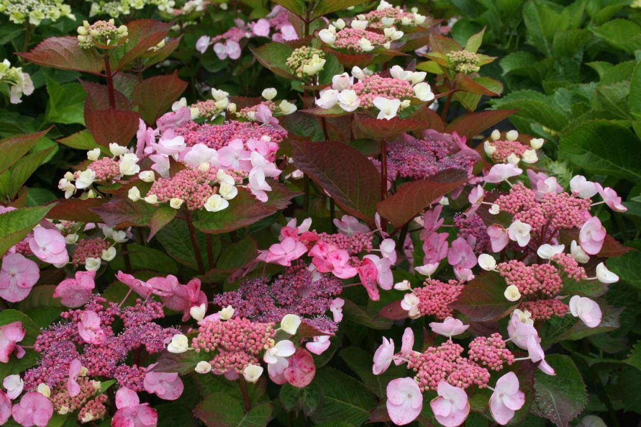 Гортензия фиолетовая темная