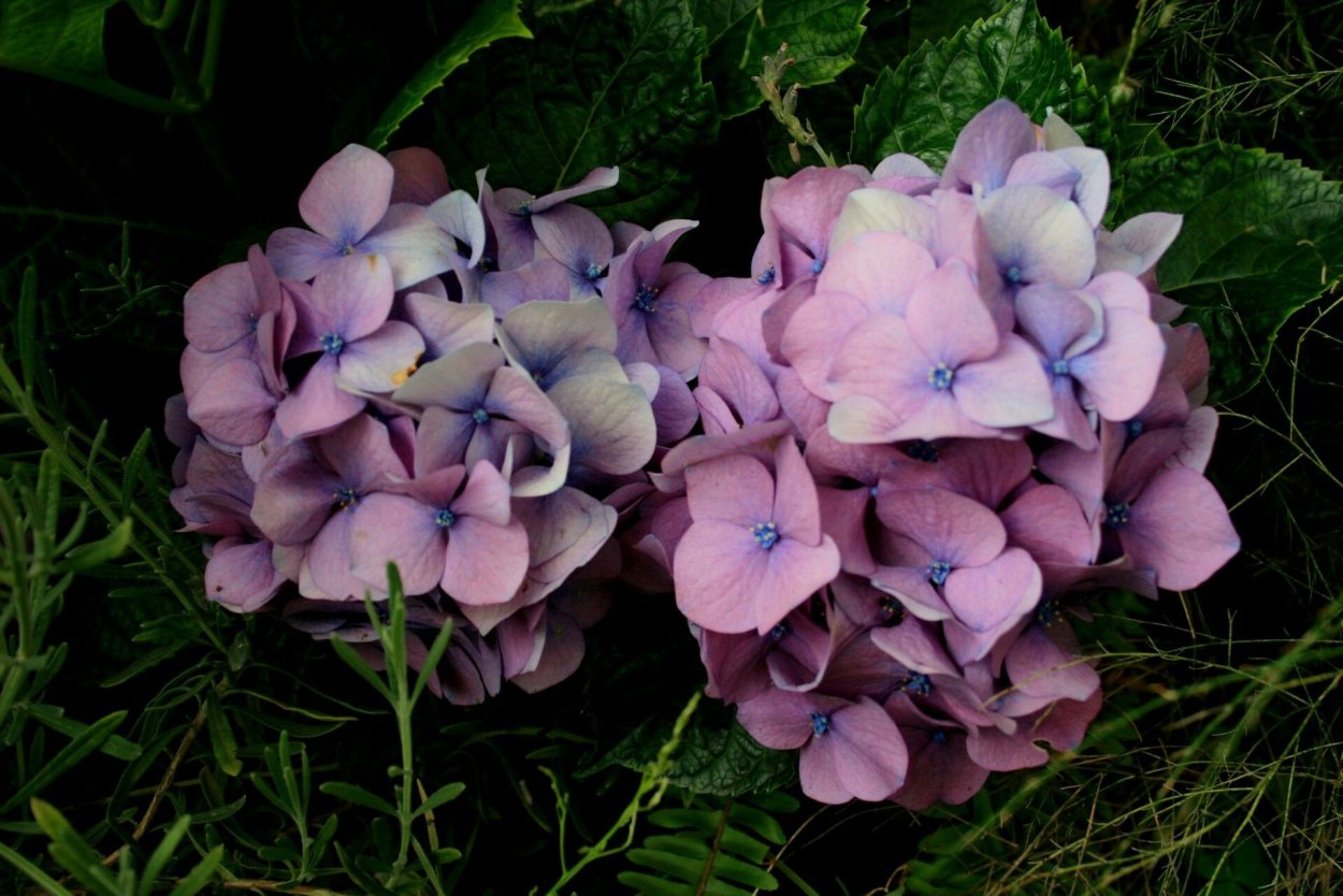 Голубые цветы для инстаграмма