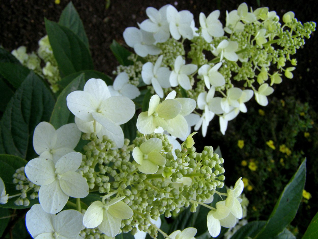 Гортензия метельчатая Butterfly