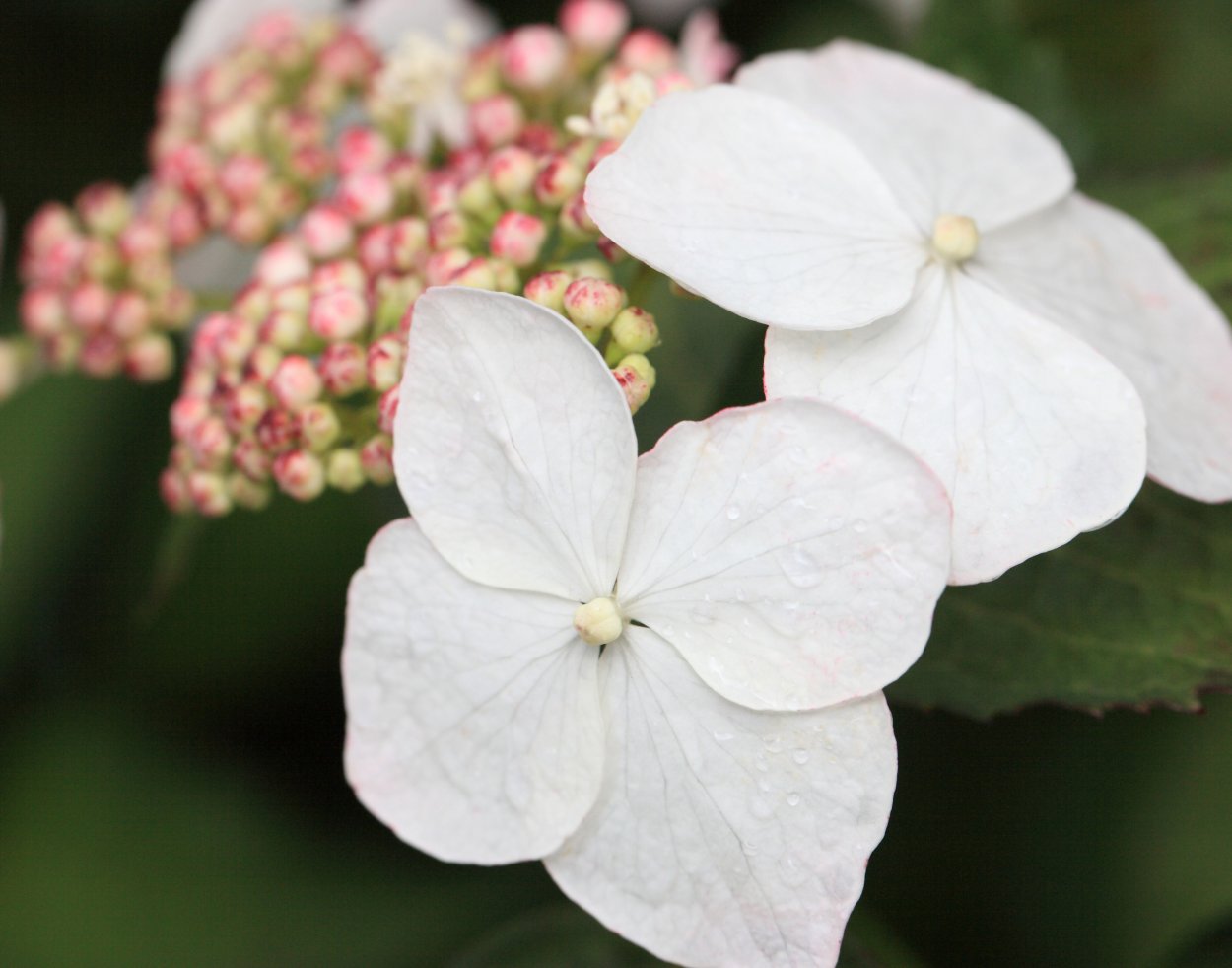 Гортензия Лаймлайт изгородь