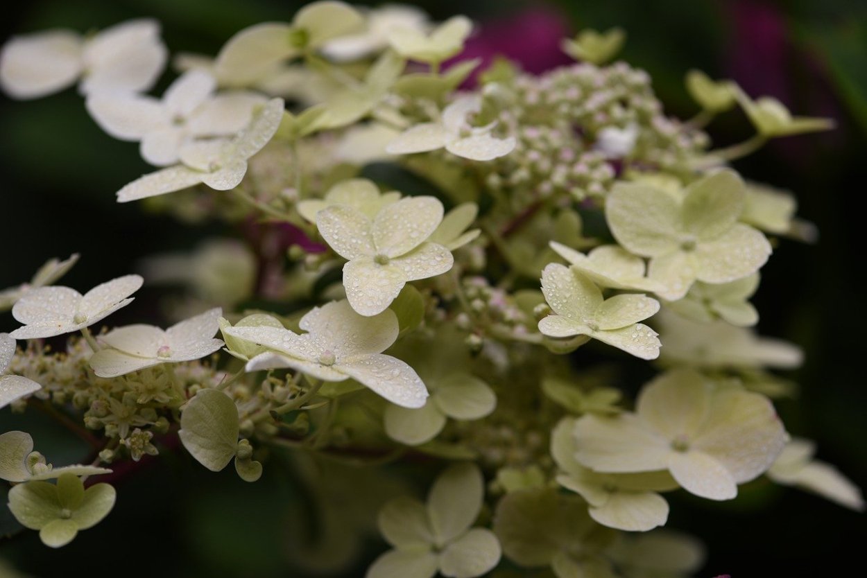 Гортензия Даредевил