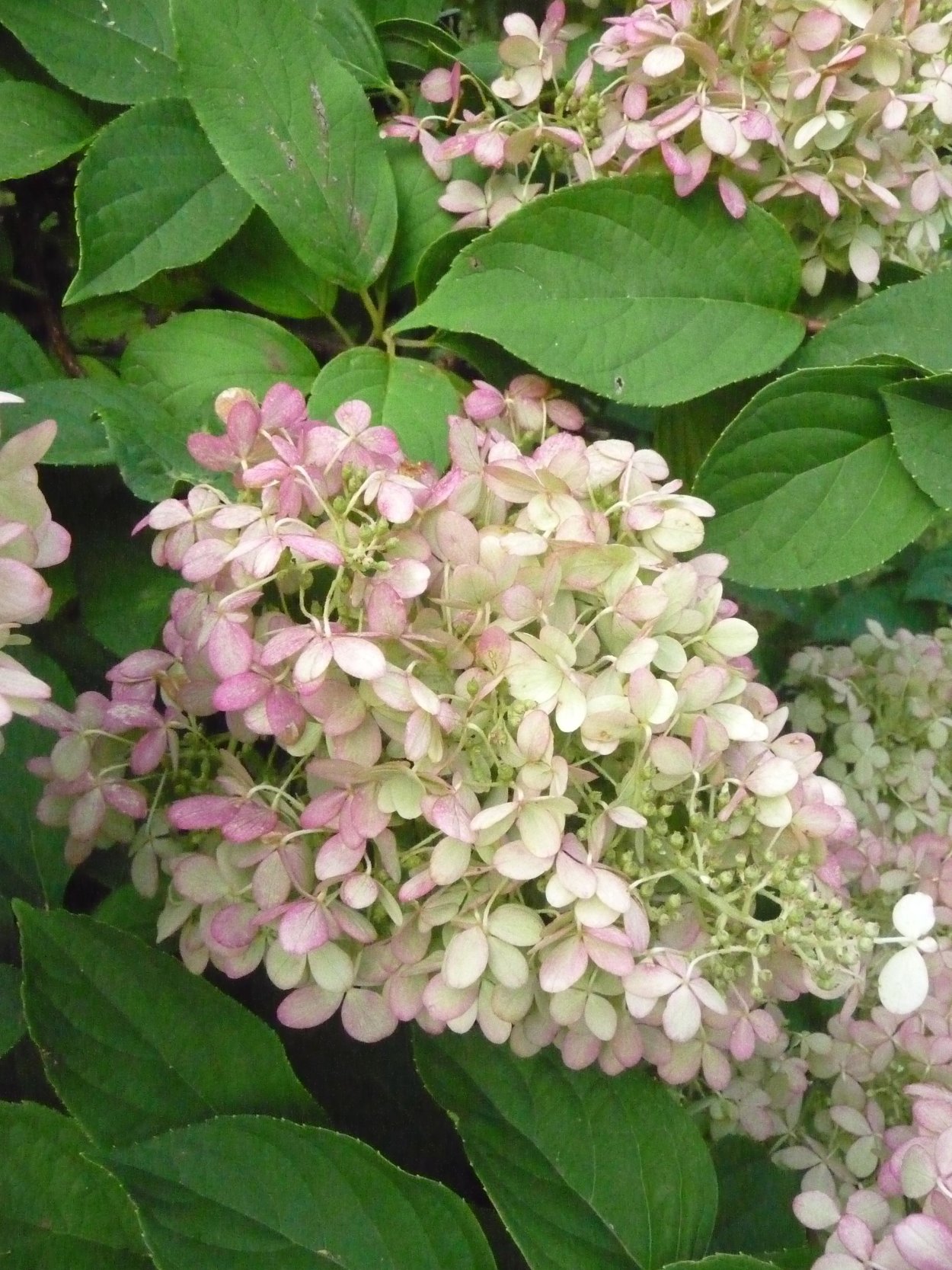 Гортензия Пинк Даймонд Мотыльковые