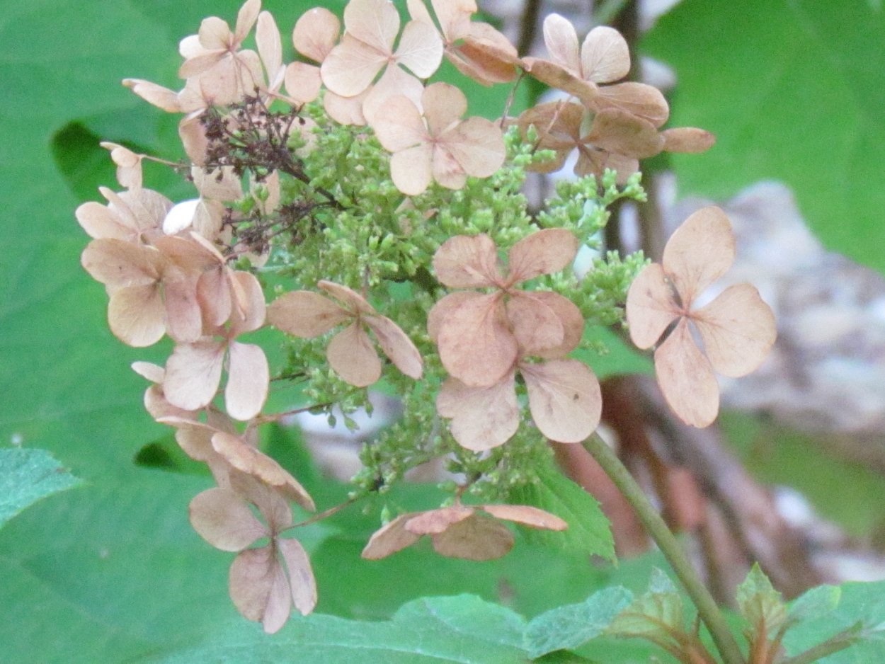 Гортензия метельчатая грандифлора