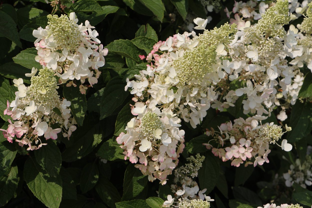 Гидрангия Пинк Грин гортензия