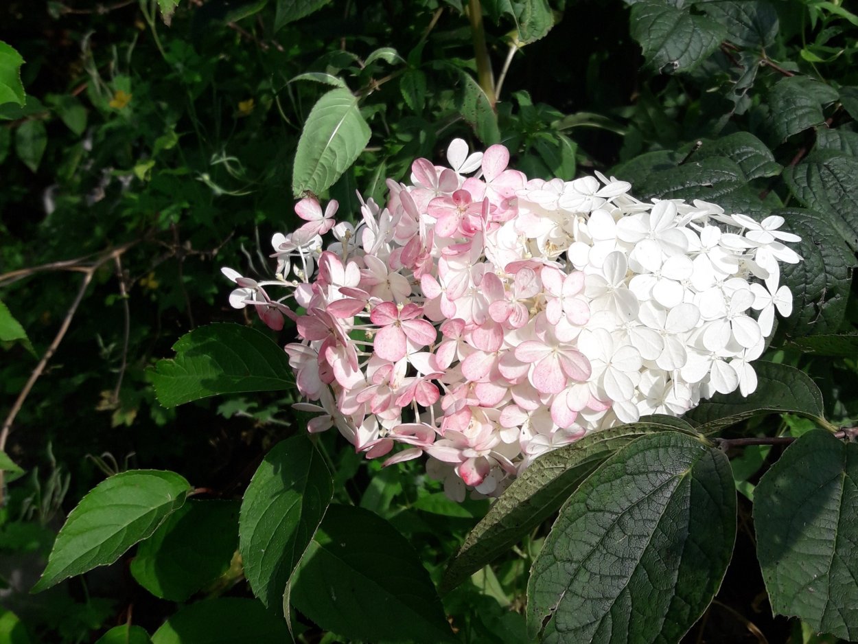 Гортензия нераспустившиеся