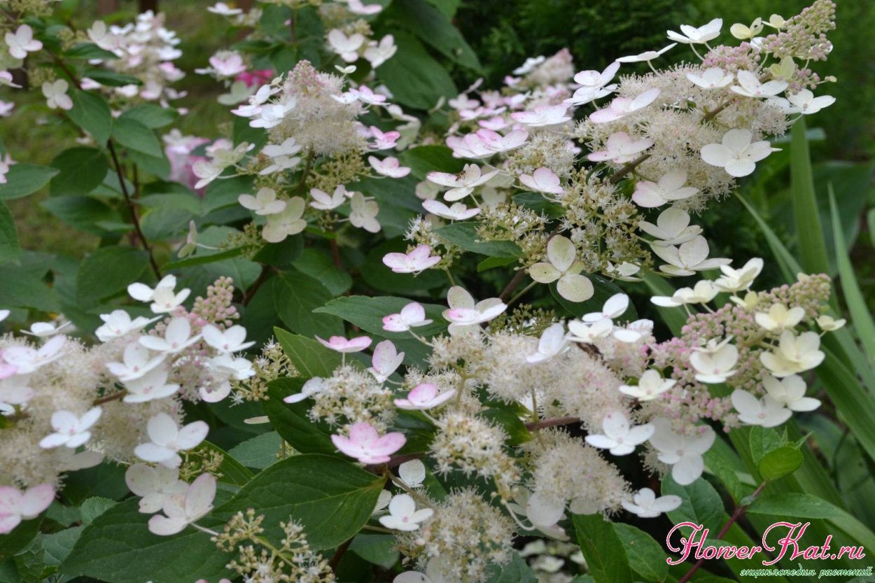 Вайт леди гортензия метельчатая