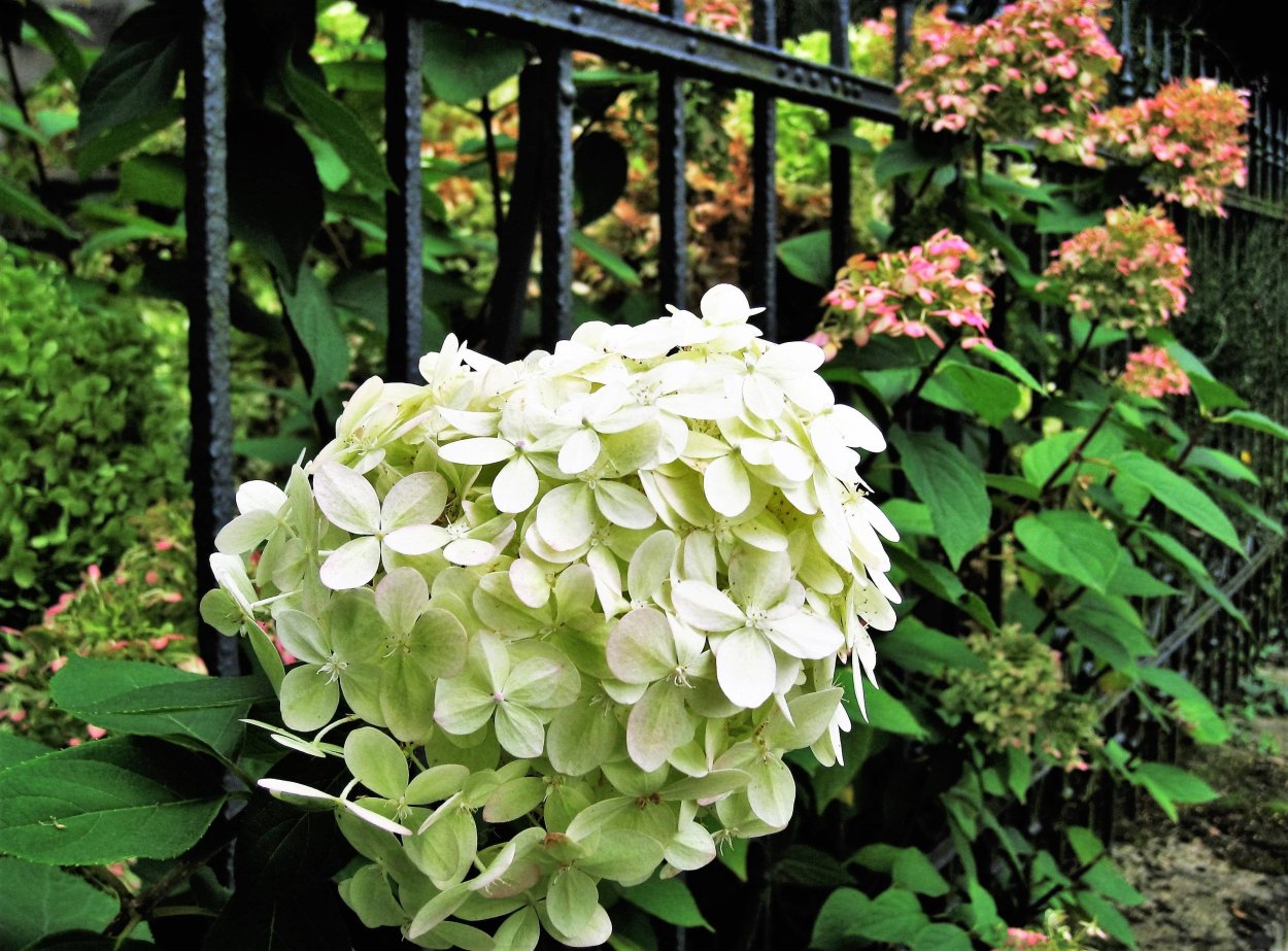 Гортензия Роял Флауэрс