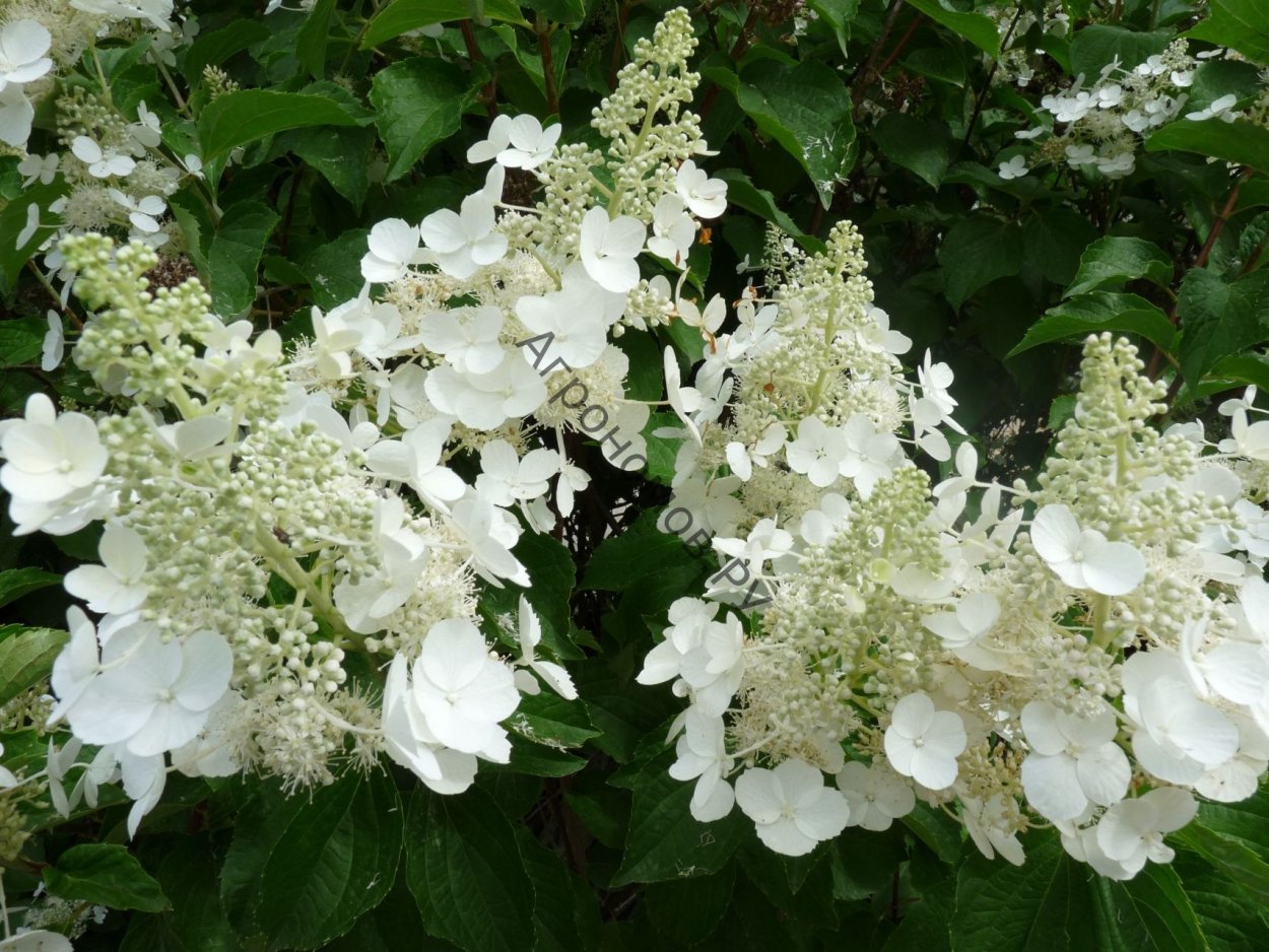 Гортензия метельчатая pastelgreen