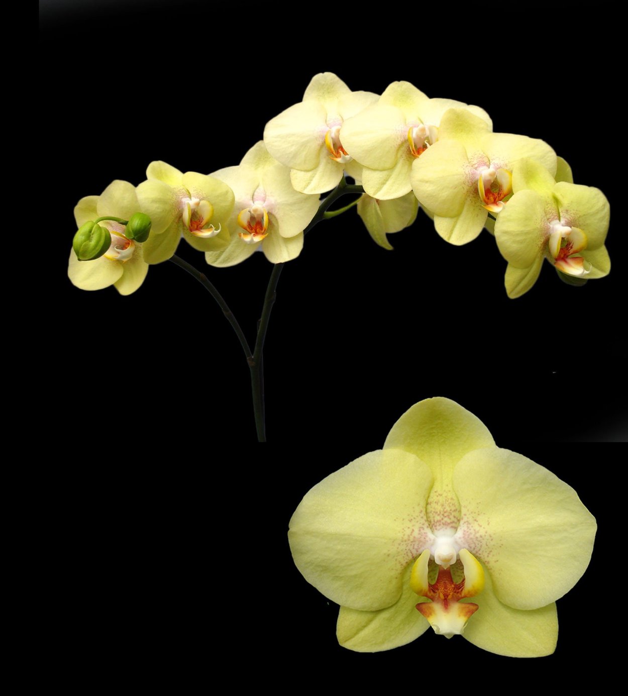 Орхидея фаленопсис мультифлора