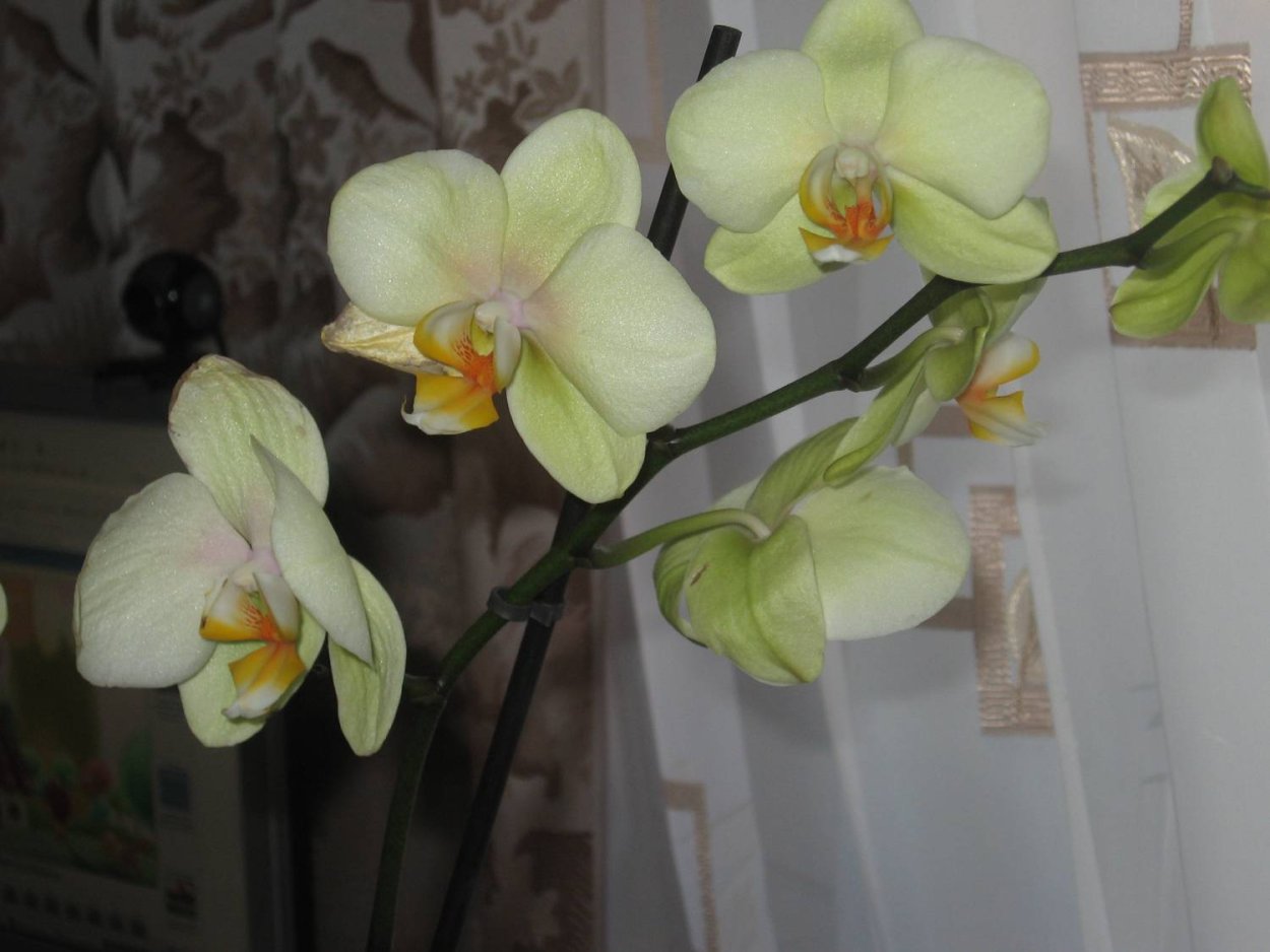 Фаленопсис Yellow Kizz