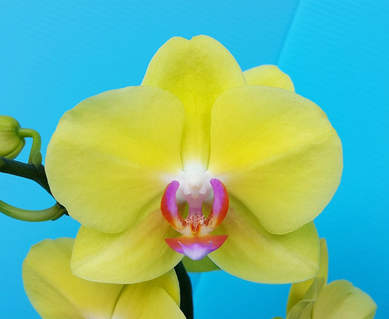 Фисташковая Орхидея фаленопсис