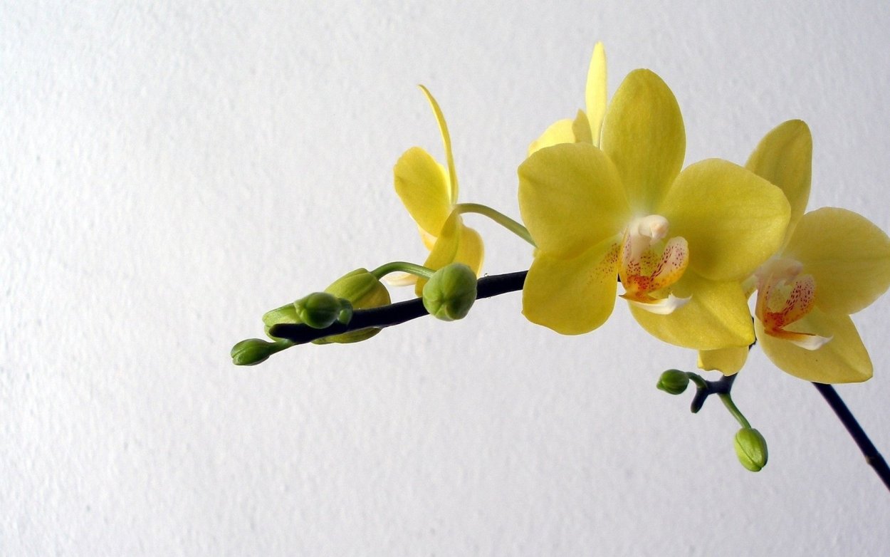 Фаленопсис Еллоу