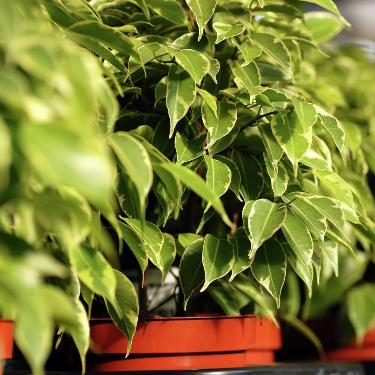 Фикус Бенджамина дерево