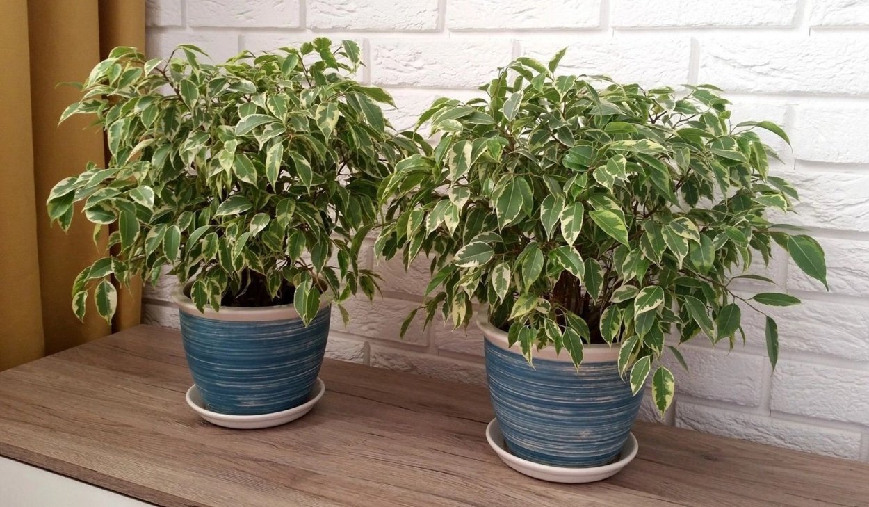 Ficus benjamina Leaf isolated