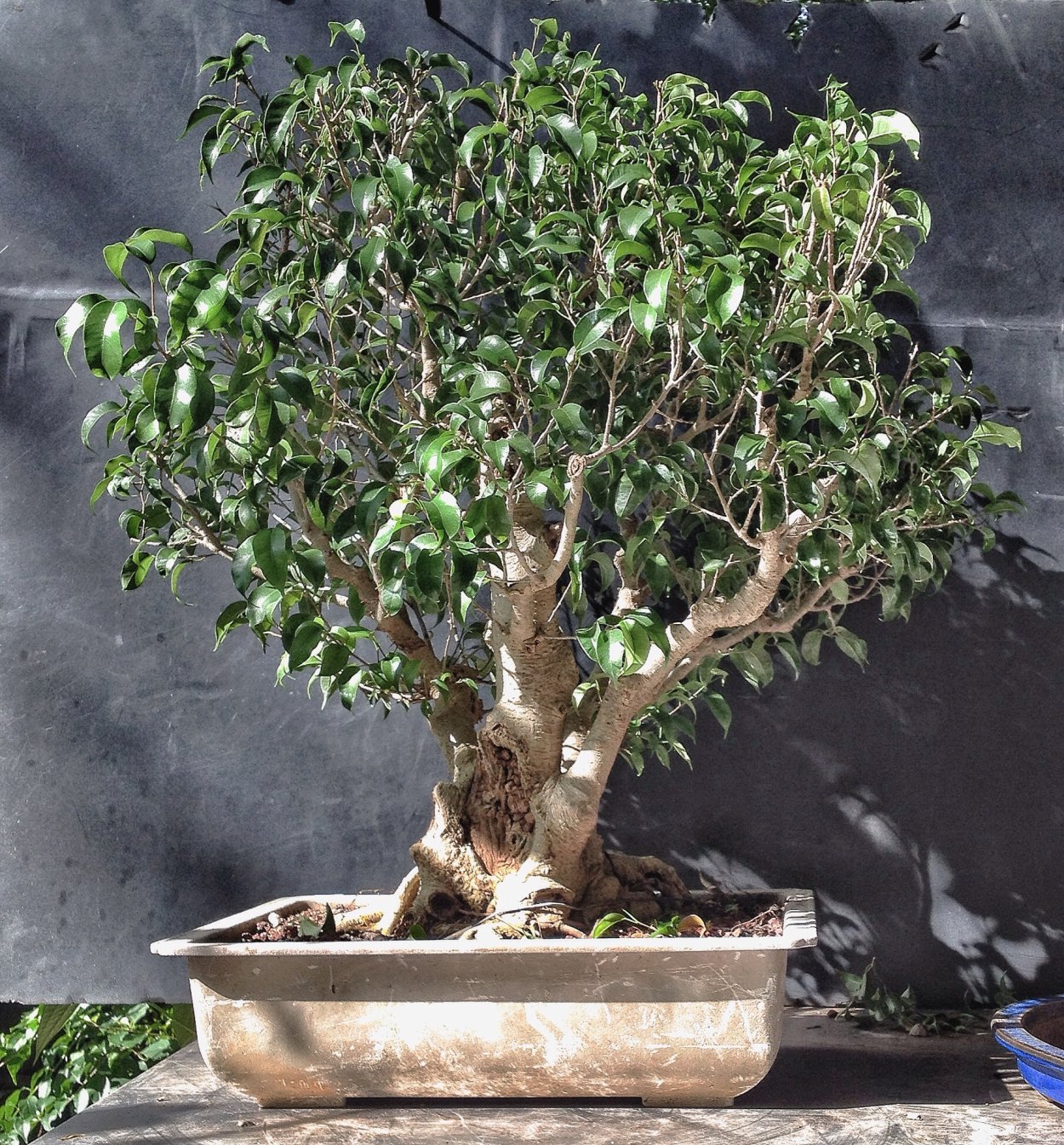 Горшок для фикуса Бенджамина размер