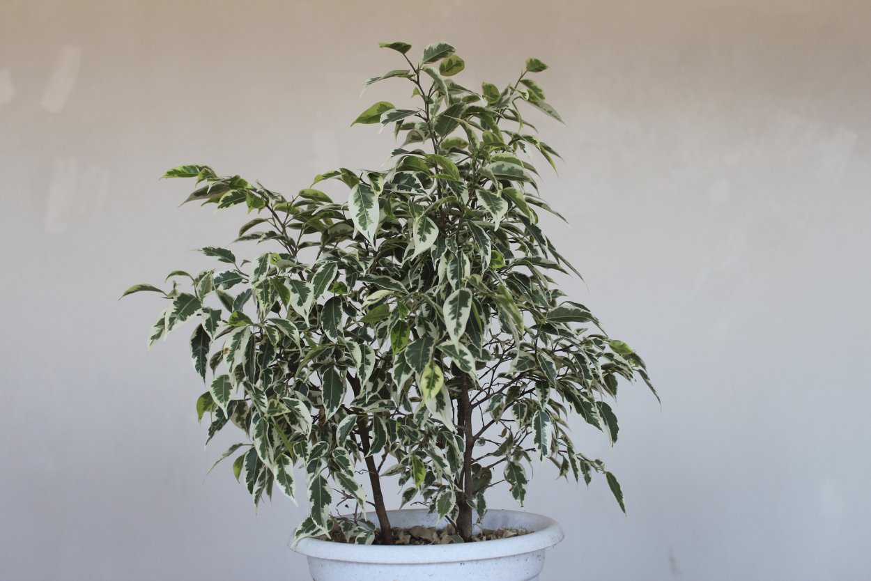 Фикус Бенджамина Дунетти