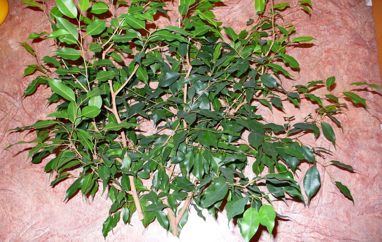 Фикус Бенджамина дерево