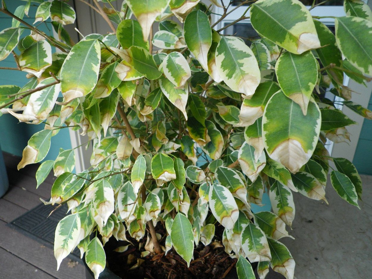 Фикус Вианди бонсай