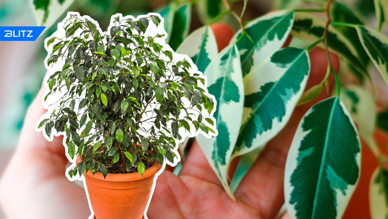 Фикус Бенджамина Старлайт