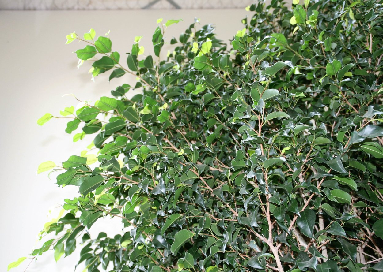 Фикус Бенджамина дерево