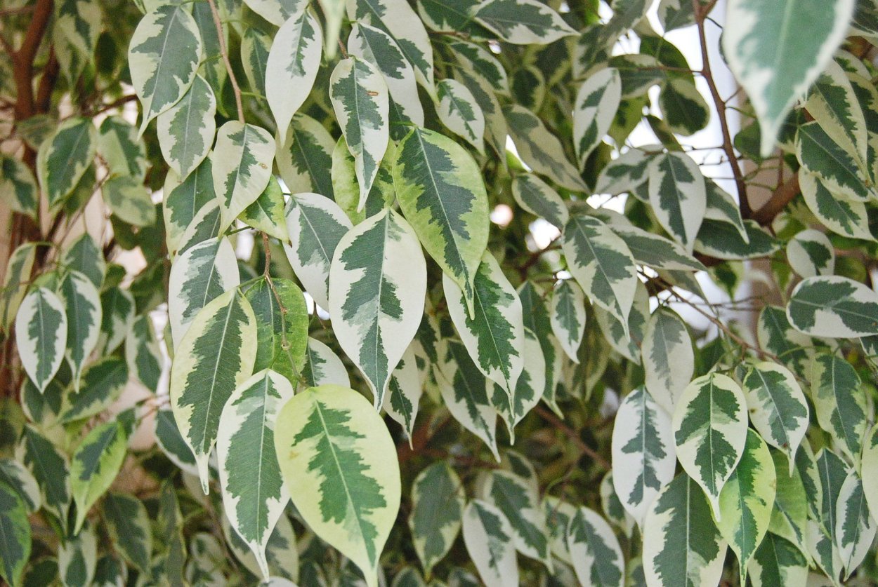 Фикус Бенджамина Нина